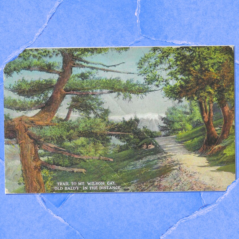 Postcard of a forest trail to Mt. Wilson. "Old Baldy" is seen in the distance.