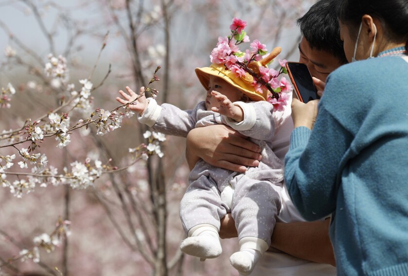 ARCHIVO - Un hombre sostiene a un bebé junto a un cerezo en flor para una foto, en Beijing, el 24 de marzo de 2021. El número de bebés nacidos en China siguió cayendo en 2021, según mostraron datos oficiales el lunes 17 de enero de 2022. (AP Foto/Ng Han Guan, Archivo)