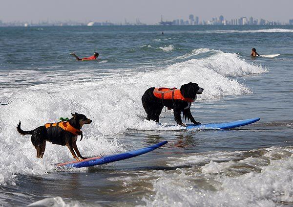 Abbie G, left, an Australian kelpie owned by Michael Uy, and Nani, a Bernese mountain dog owned by Peter Noll, won first and second place, respectively, in their category at the Surf City Surf Dog competition.