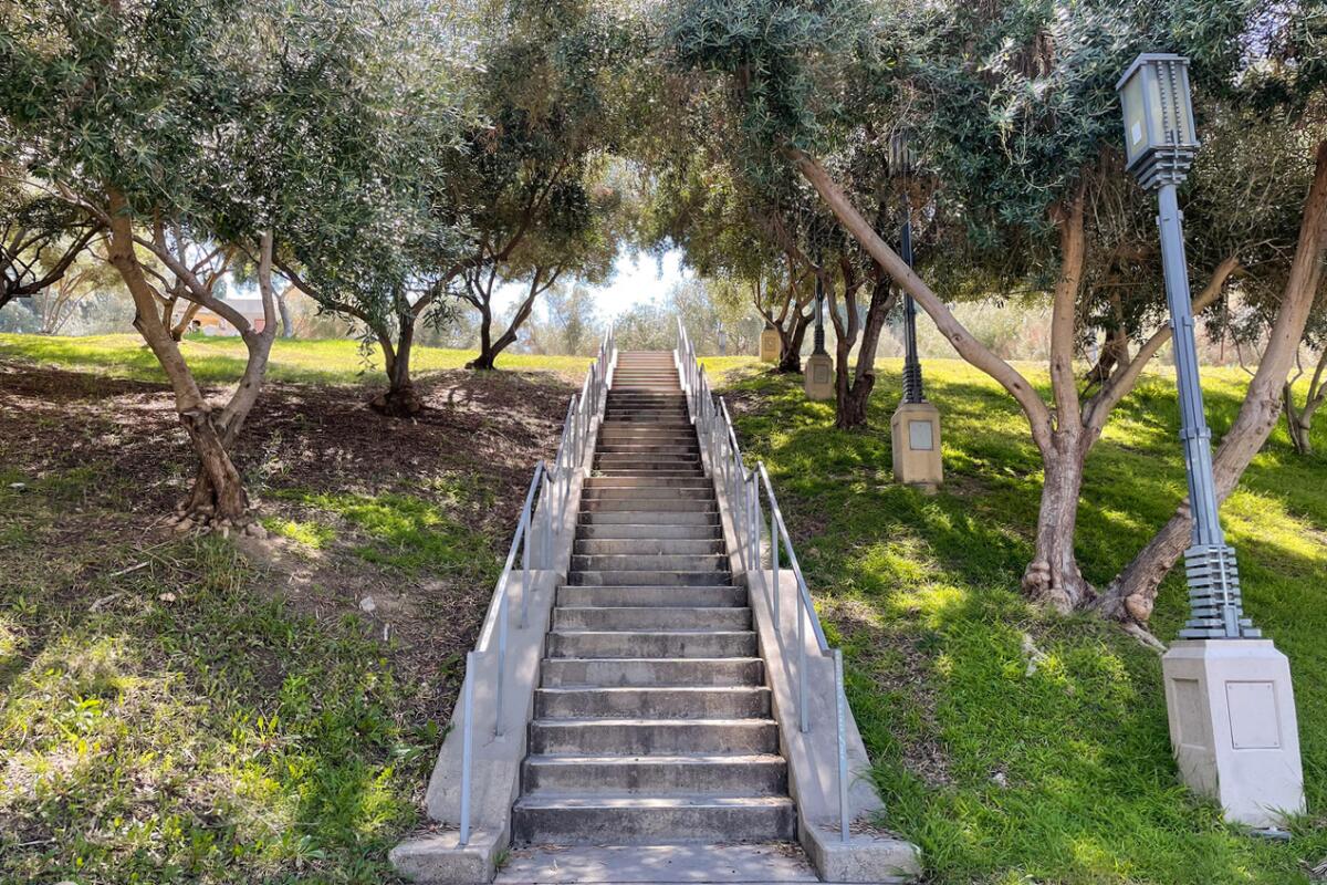 Stairs in an olive grove at Barnsdall Art Park. 