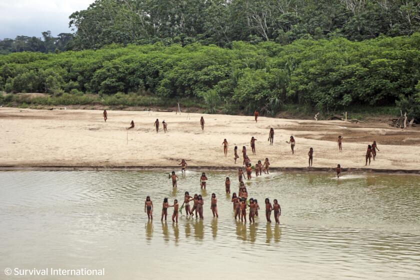 ARCHIVO - Esta fotografía de junio de 2024, proporcionada por el grupo Survival International, muestra a integrantes de la tribu mashco piro en el río Las Piedras en la Amazonía, cerca de la comunidad de Monte Salvado, en la provincia de Madre de Dios, Perú. (Survival International vía AP, archivo)