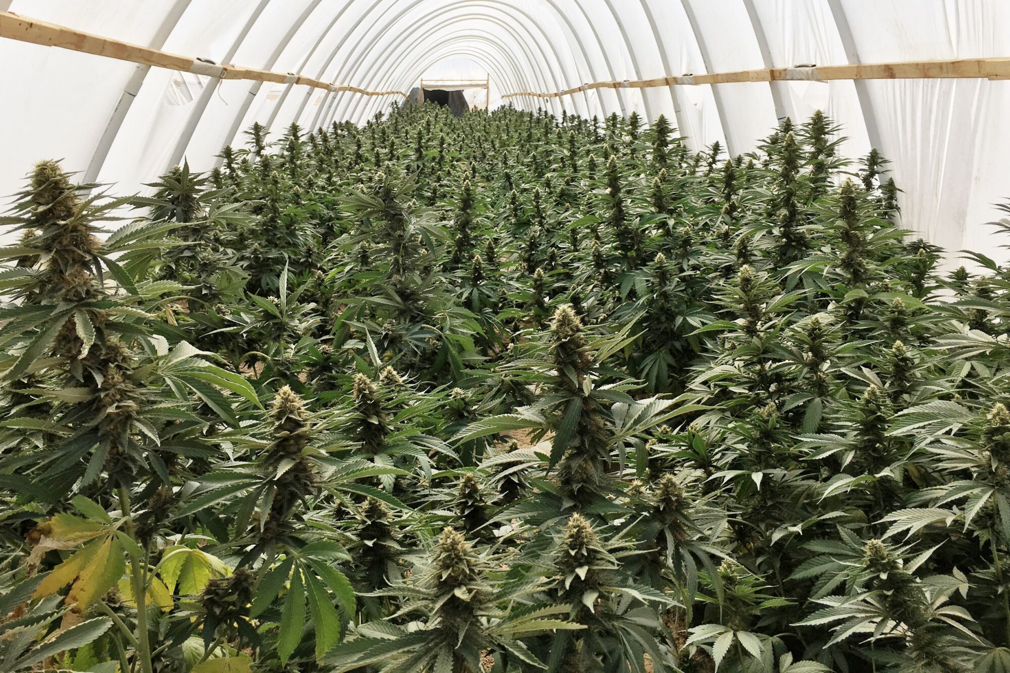 Marijuana plants fill the interior of a plastic covered greenhouse