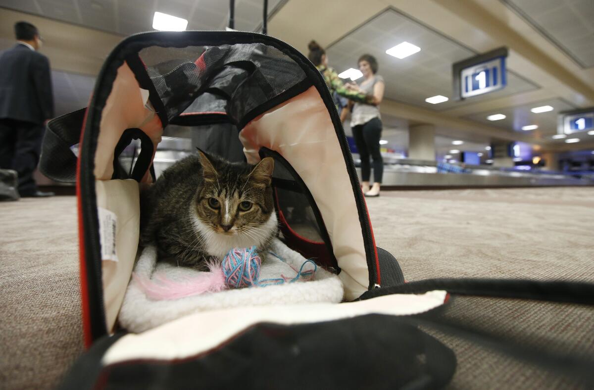 A cat in a carry-on travel bag