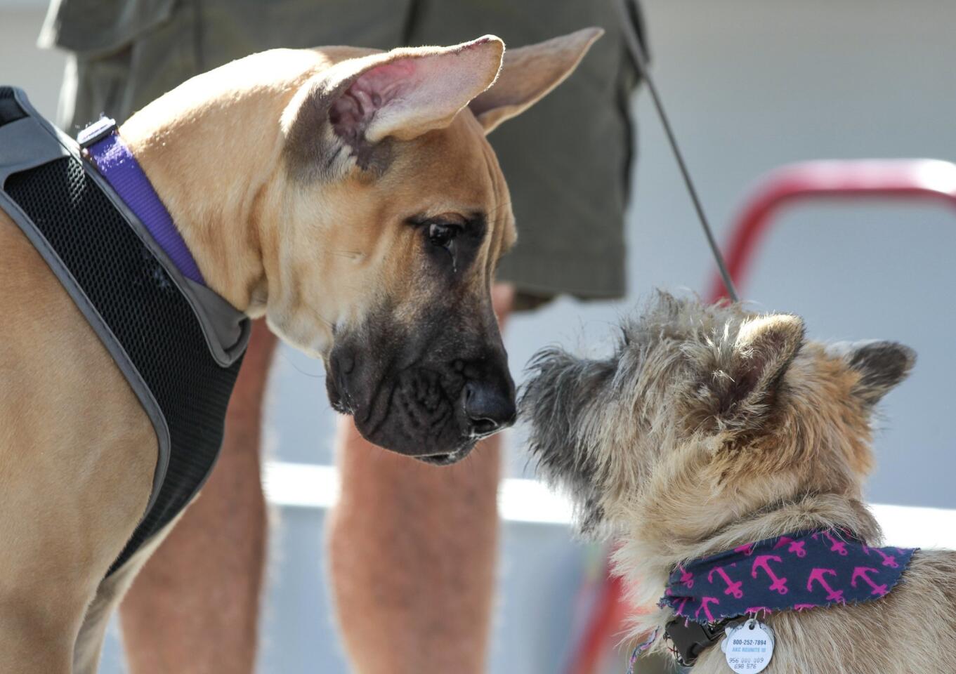 Cardiff Dog Days of Summer 2016