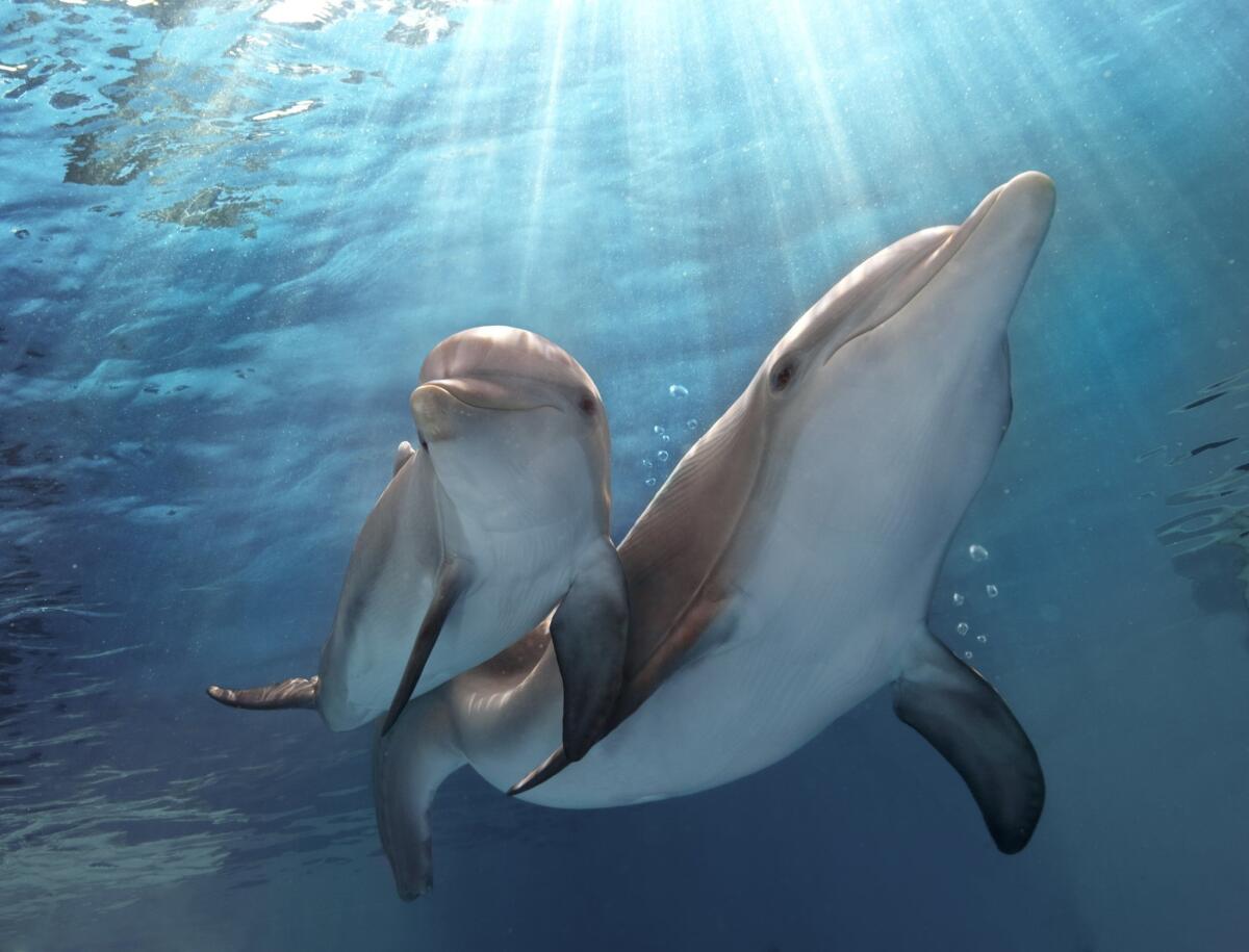 Shown is a scene from the film "Dolphin Tale 2," which opens Friday.