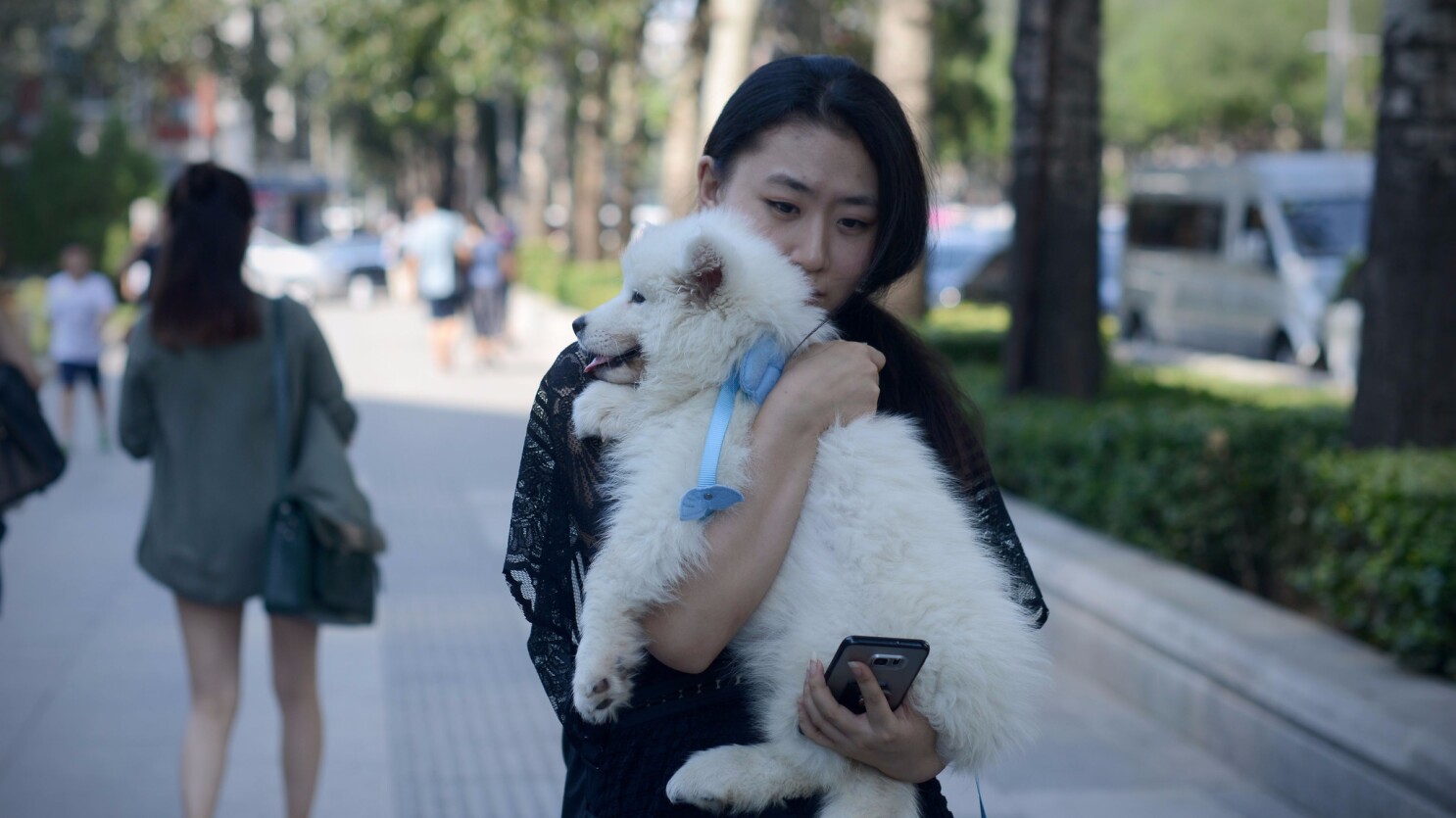 In China, some people eat dogs; others have them as pets. Now an upcoming  dog show is causing controversy - Los Angeles Times