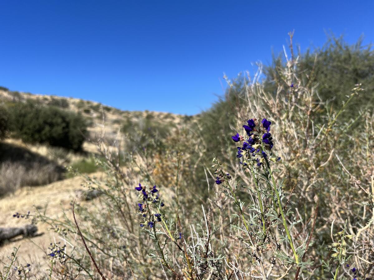 Wildflowers at Big Morongo Canyon Preserve.