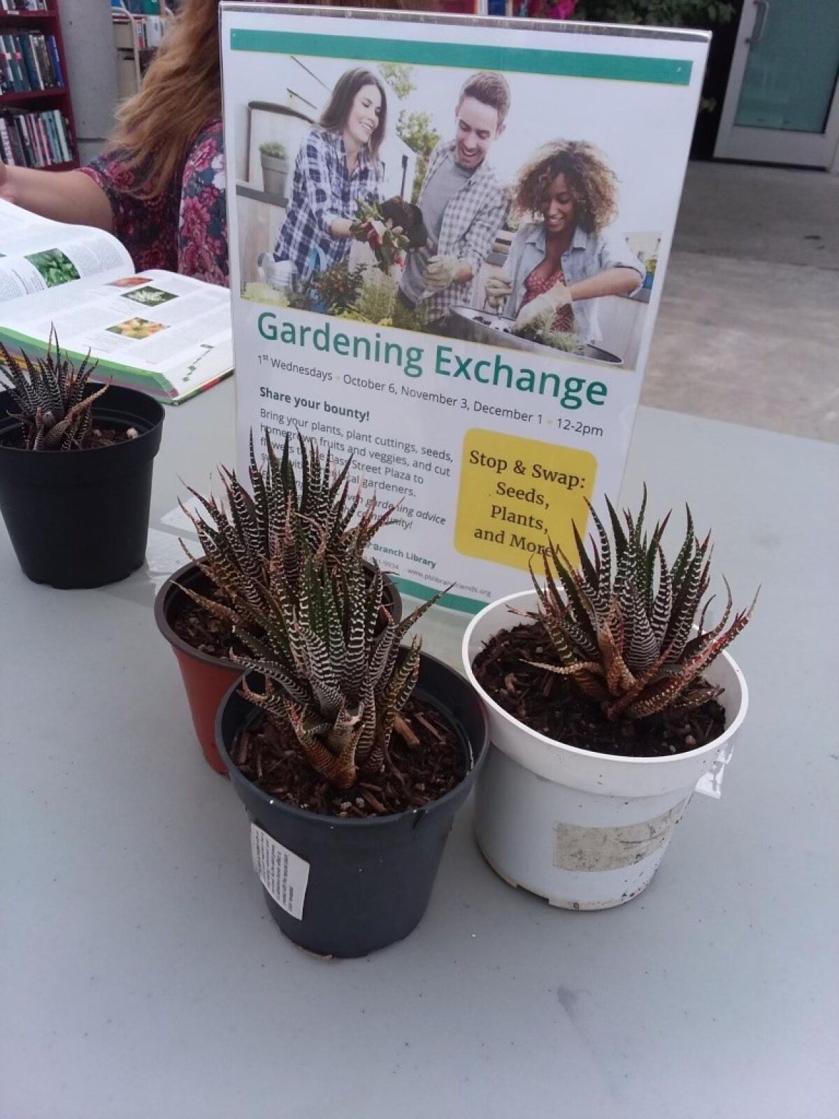 Some potted succulents were available at the PB library’s first Gardening Exchange.