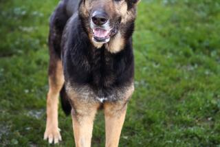 A 5-year-old German Shepherd named Dodger Dog is in failing health at the North Central Animal Center in Los Angeles.