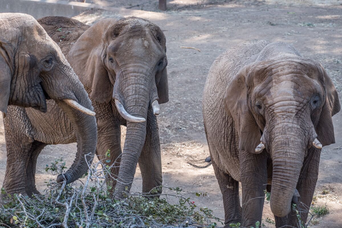 M'Dunda, center, walks with herd mates Lisa and Donna at the Oakland Zoo.