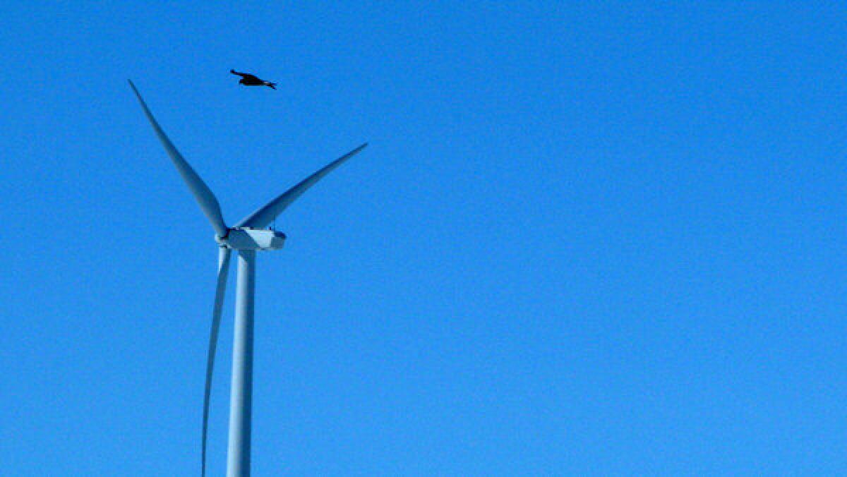 A golden eagle flies over a wind turbine on Duke Energy's wind farm in Converse County, Wyo. Duke Energy will pay $1 million for killing 14 golden eagles over the past three years at two Wyoming wind farms.