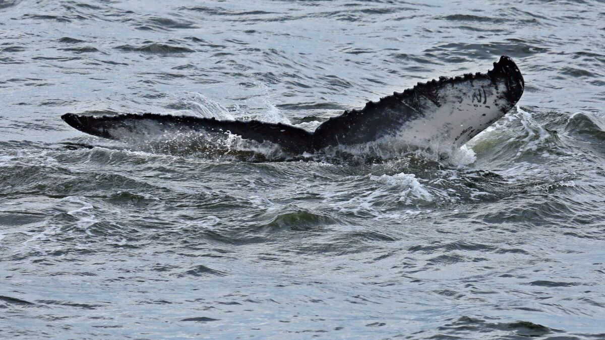A humpback whale swims near the Verrazano-Narrows Bridge. Each whale's tail is unique, like a fingerprint. This whale's right fluke bears a marking that resembles the letters "NJ."