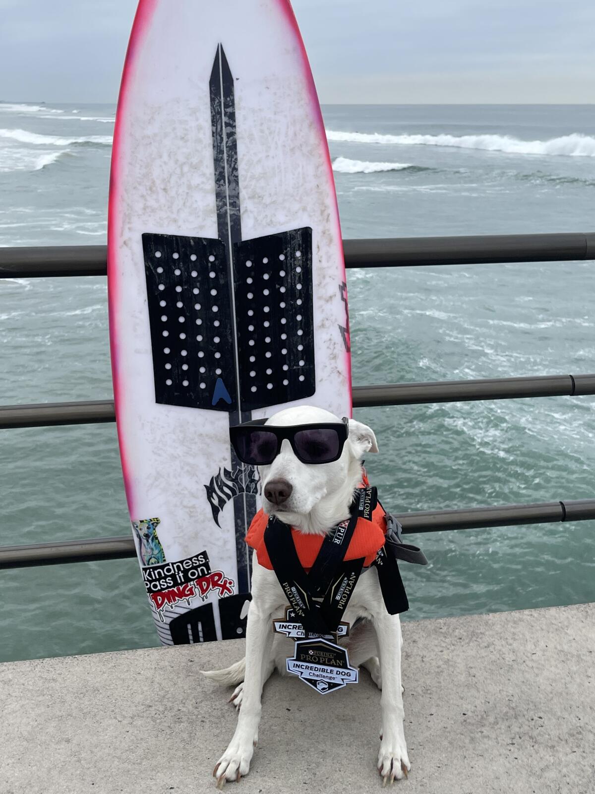 Sugar the Surfing Dog is a 10-year-old that was rescued as a pup.