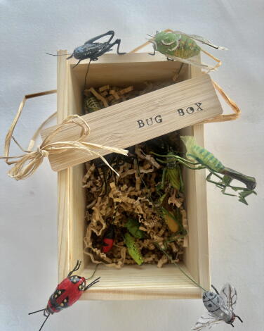 A handmade bug box features beetles, ants, praying mantis, more 