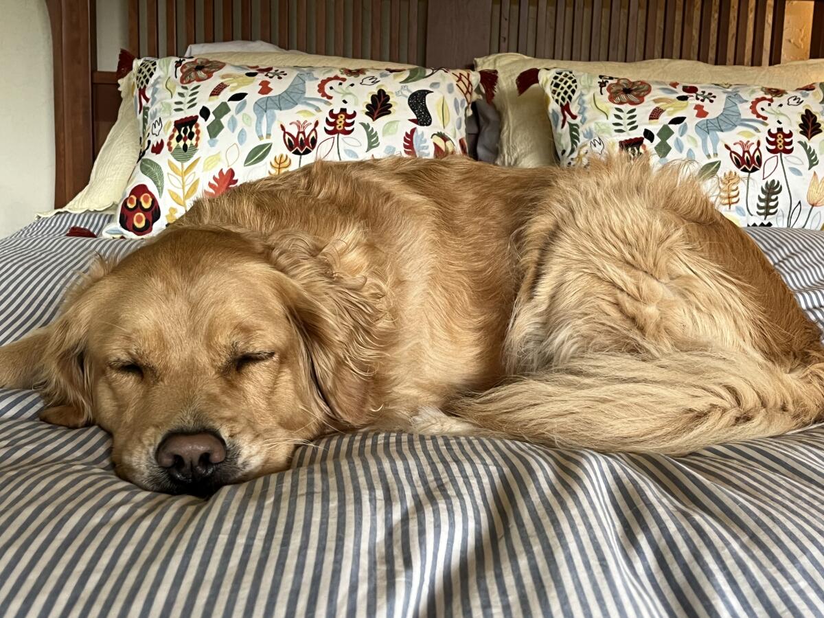 A golden retriever asleep on a bed 