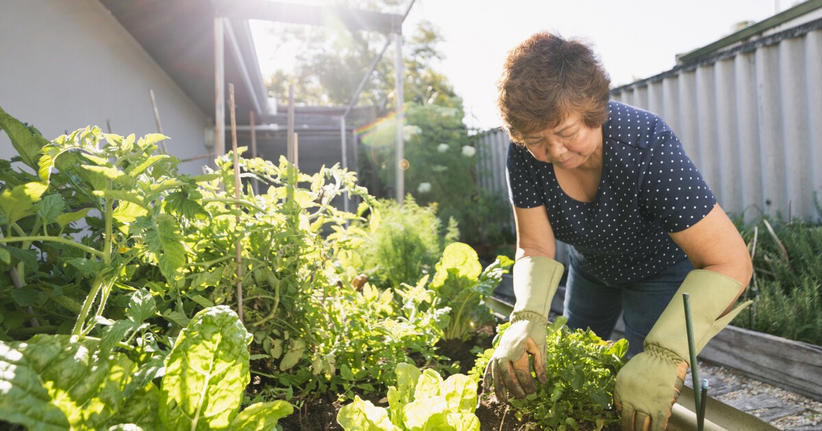 Beat the heat in your July garden: How to keep your plants — and yourself — from drooping