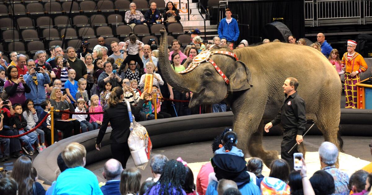 Mabel, an 8-year-old Asian elephant, is offered a loaf of bread during a preview show at the Jacksonville Veterans Memorial Arena in Jacksonville, Fla.