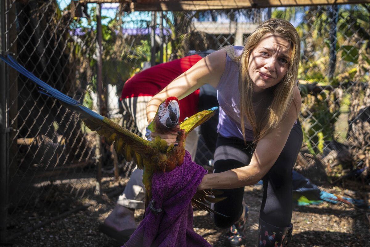 Alexis Highland sostiene un loro en el Santuario Malama Manu en Pine Island, 