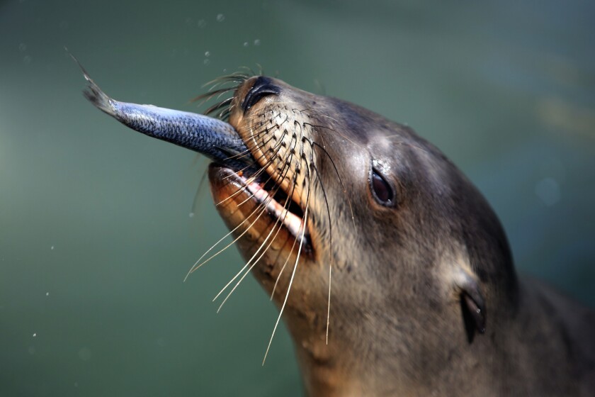 A rescued sea lion pup in February at the Marine Mammal Care Center at Fort MacArthur in San Pedro.