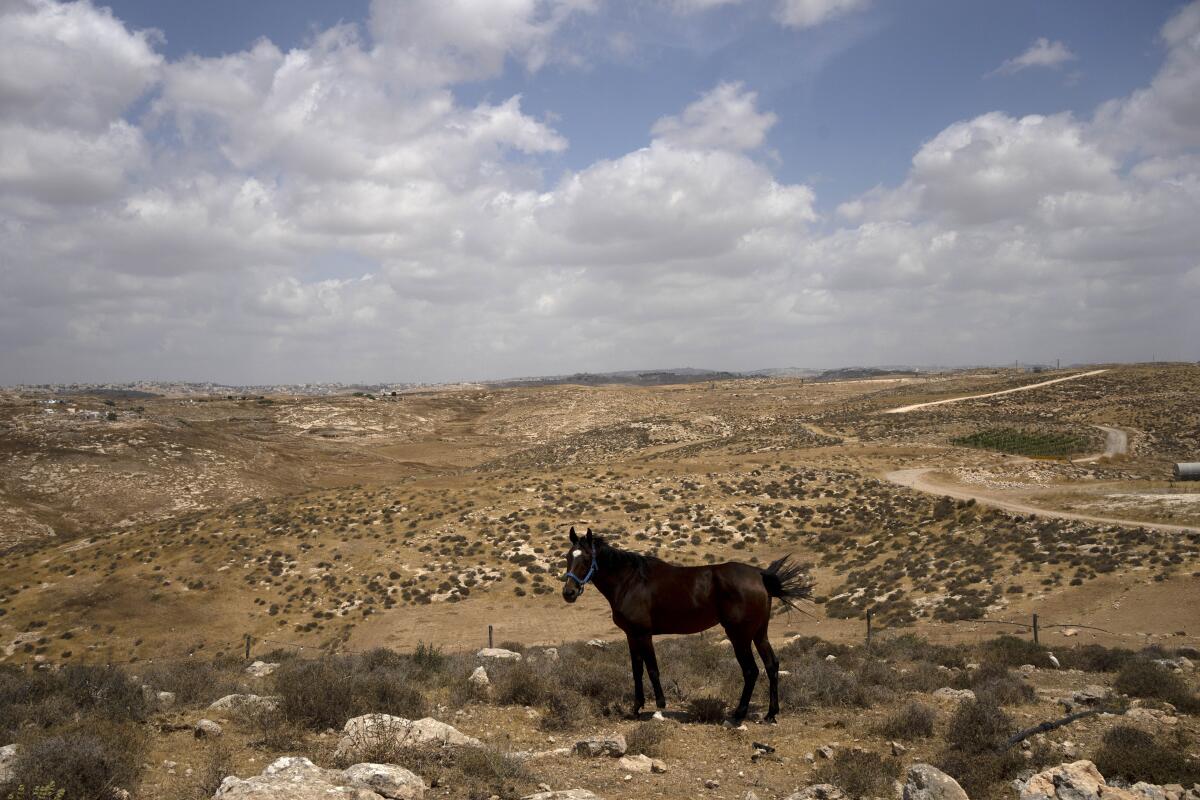 A horse belonging to an Israeli settler in the West Bank outpost of Meitarim