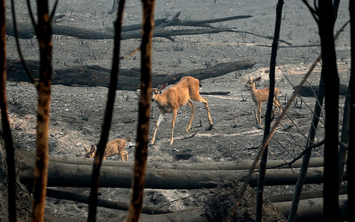 A doe and fawns forage in a scorched forest. 