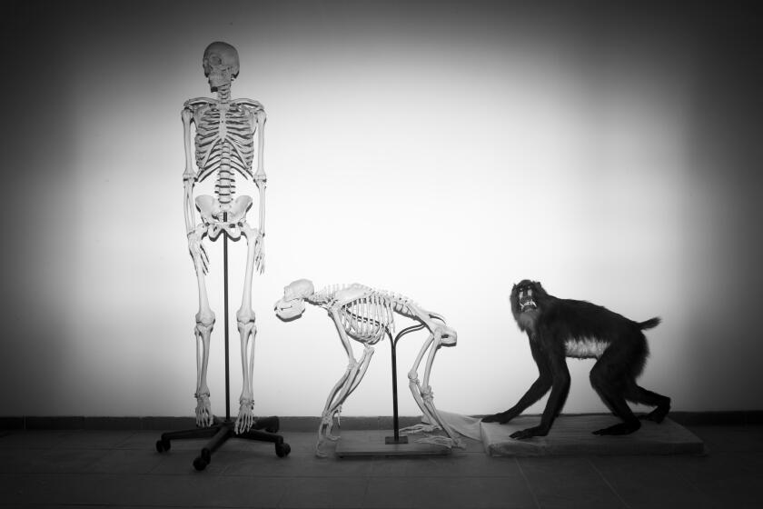 FILE - Skeletons of a human and a monkey await installation at the Steinhardt Museum of Natural History in Tel Aviv, Israel on Monday, Feb 19, 2018. Humans’ ancient ancestors had tails, as most vertebrates still do. But somewhere around 20 or 25 million years ago, when apes diverged from monkeys, our branch of the tree of life shed its back appendage. In a paper published in the journal Nature on Wednesday, Feb. 28, 2024, researchers identify at least one of the key genetic tweaks that led to this change. (AP Photo/Oded Balilty, File)