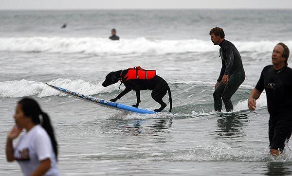 Surf City Surf Dog