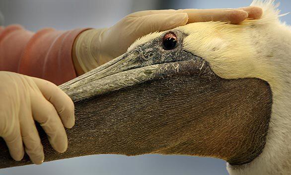 Erica Lander of the International Bird Research Center in San Pedro examines a brown pelican. Recently, wildlife rescuers throughout California have had their hands full with the birds, which have been found in unstable conditions on highways and in alleys, miles away from their coastal homes.