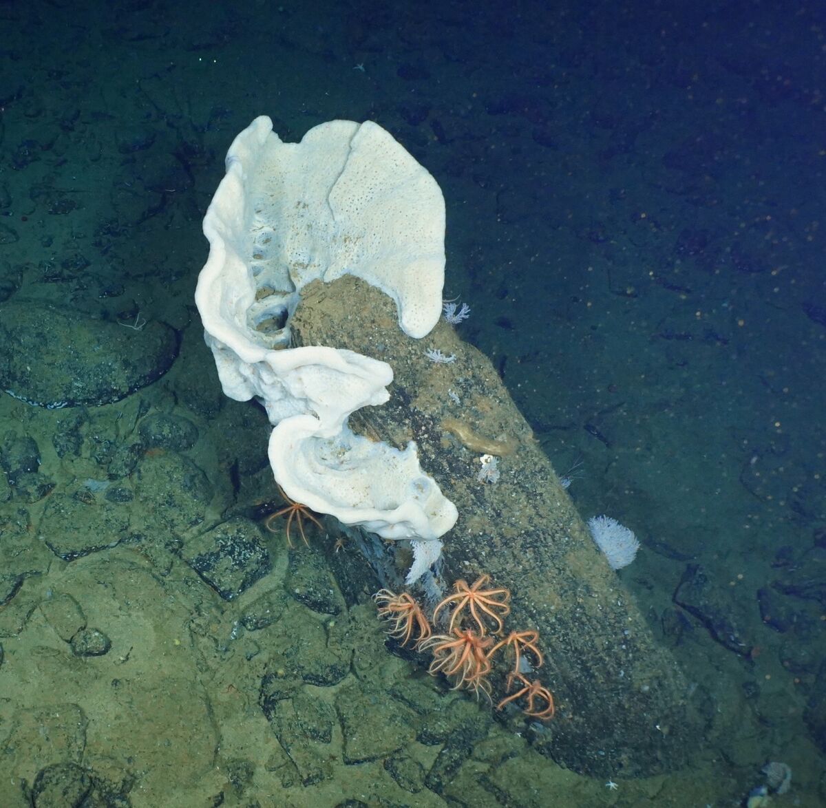 A giant sponge and brisingid asteroids (starfish) are seen during a Scripps Institution of Oceanography research trip.