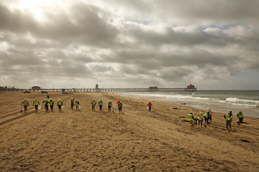 HUNTINGTON BEACH, CA - OCTOBER 11: Clean-up crews continue to comb the beach under partly cloudy skies at the Huntington Beach Pier after the city of Huntington Beach and California State Parks reopened city and state beaches at 6 a.m. Monday morning October 11, 2021.The joint decision to reopen the beaches comes after water-quality testing results showed non-detectable amounts of oil associated toxins in ocean water according to Huntington Beach police spokesperson Jennifer Carey. Huntington Beach Pier on Monday, Oct. 11, 2021 in Huntington Beach, CA. (Al Seib / Los Angeles Times).