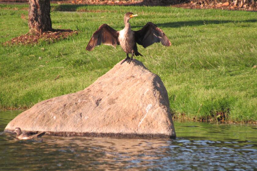 A Santee Lakes resident stretches out atop a rock near the water's edge on a recent evening.