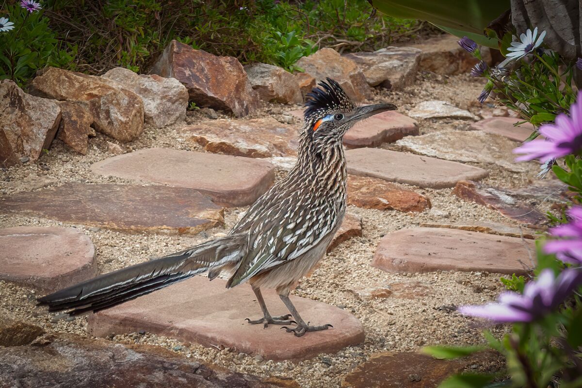 A male roadrunner with red, white and blue breeding colors on the bare skin patch behind his eyes.