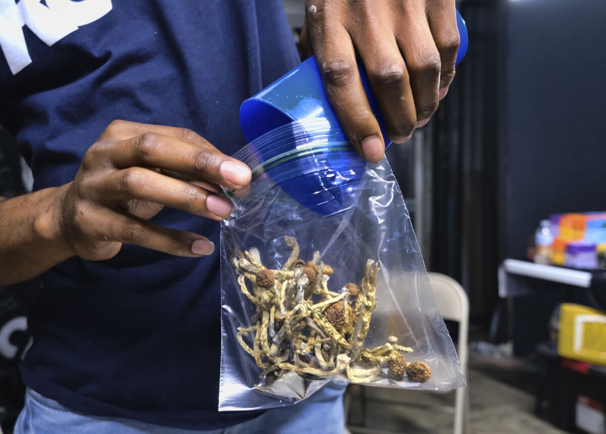FILE - In this May 24, 2019, file photo a vendor bags psilocybin mushrooms at a pop-up cannabis market in Los Angeles. Despite pandemic conditions that made normal signature-gathering almost impossible, activists in the nation's capital say they have enough signatures for a November ballot initiative that would decriminalize natural psychedelics such as mescaline and psilocybin mushrooms. (AP Photo/Richard Vogel, File)