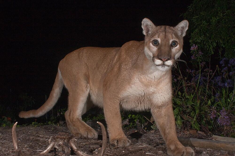 The approximately 8-year-old, 130-pound mountain lion known as P-41 is the first large carnivore to be studied in the Verdugo Mountains.