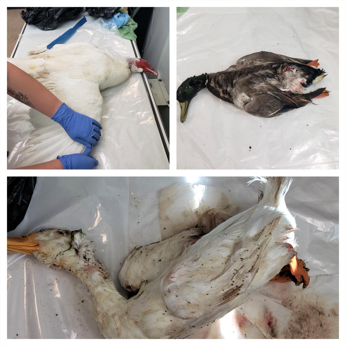 Three of four ducks discovered dead Monday in Costa Mesa's TeWinkle Park with wounds from a pellet gun.