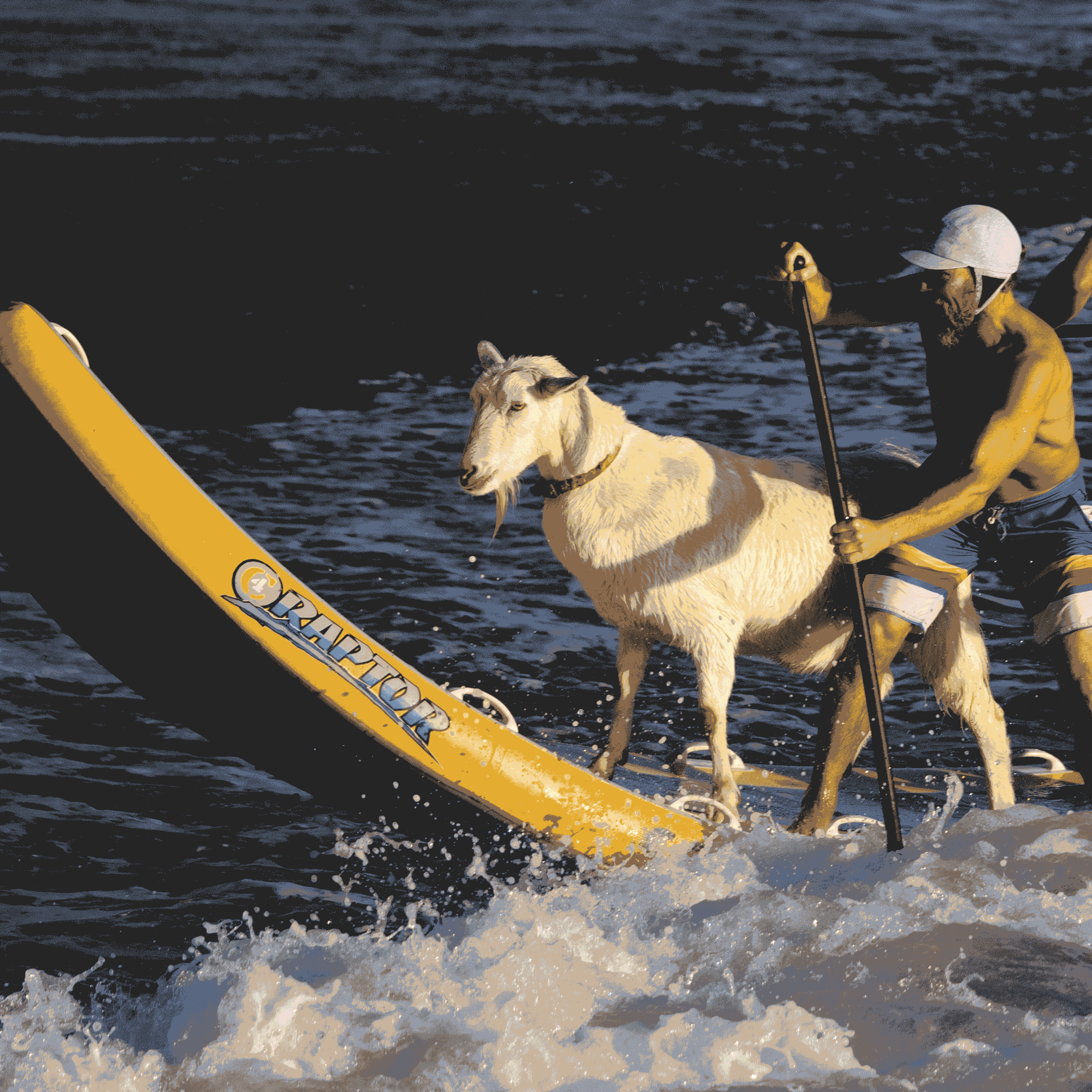 Goats taking on surfing.