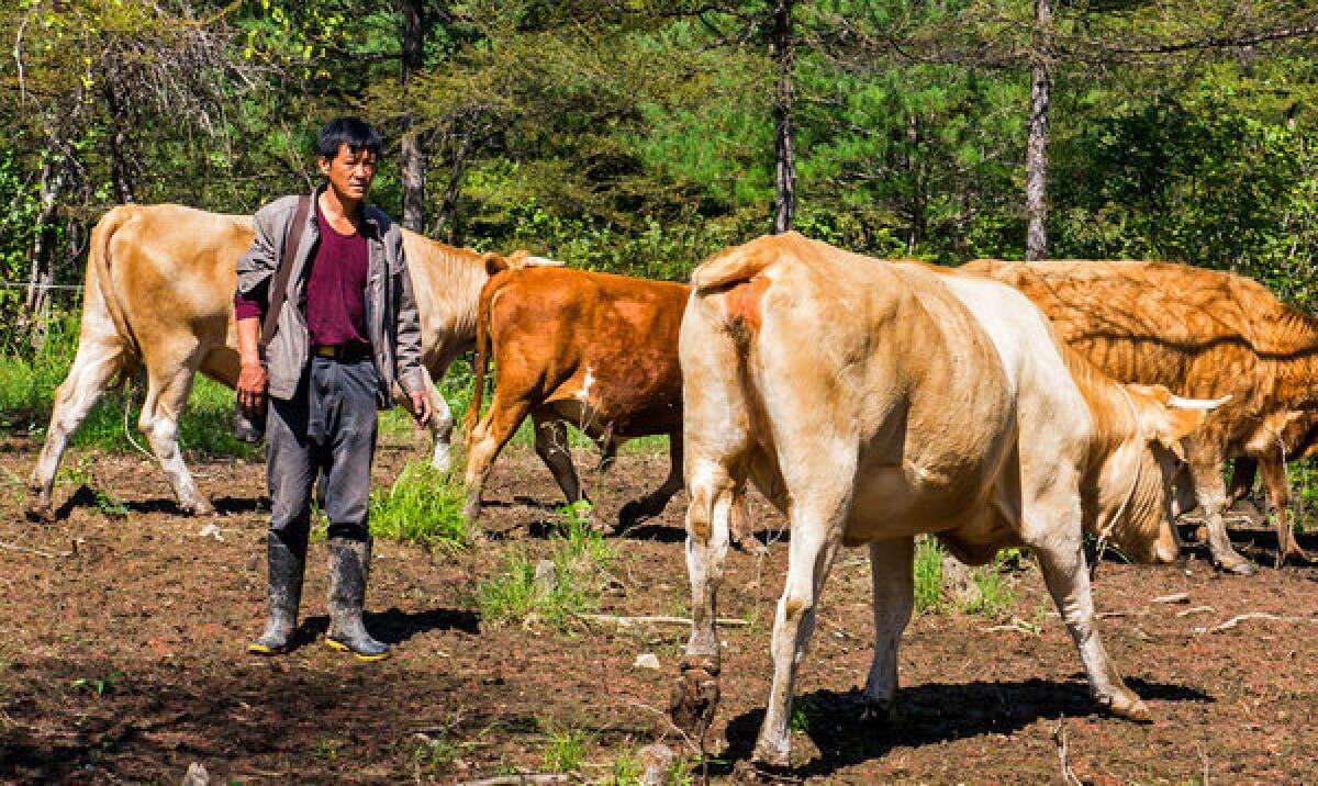 Cattle rancher Liu Xiangqing's livestock have come under tiger attack in Jintang, China. One of the largest of Liu's herd, a 1,300-pound bull, lost his tail to a tiger but stayed alive by fighting back.