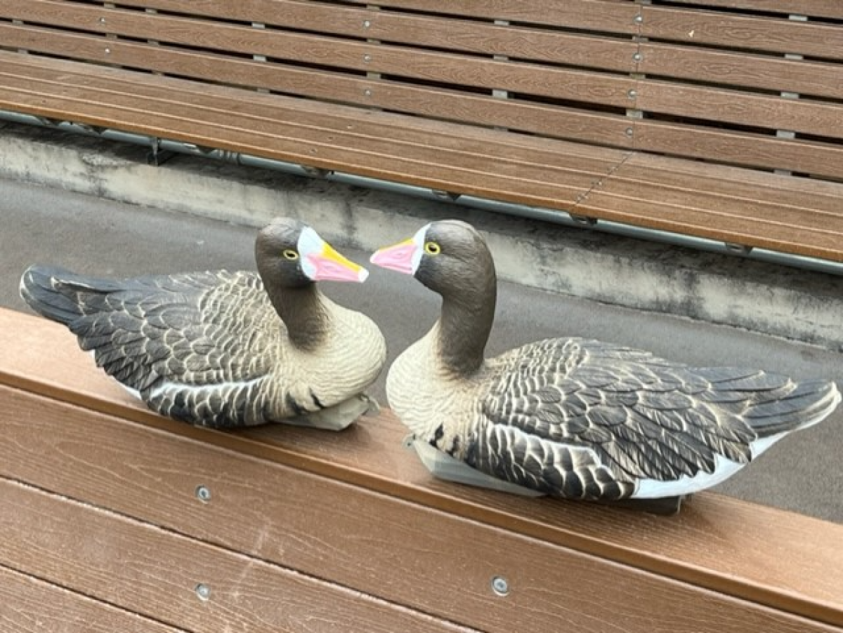 A pair of fake geese in the San Diego Padres dugout.
