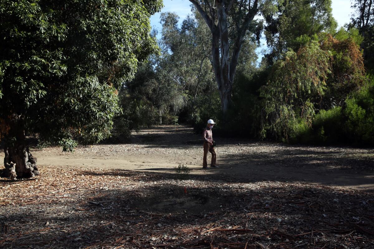 A person walks in the Australia section at the Los Angeles County Arboretum.