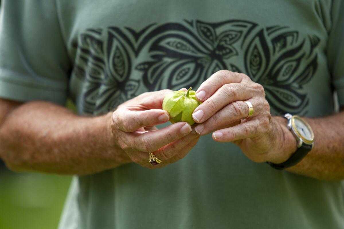 Joseph Strubbe holds a tomatillo he grew in his home garden.
