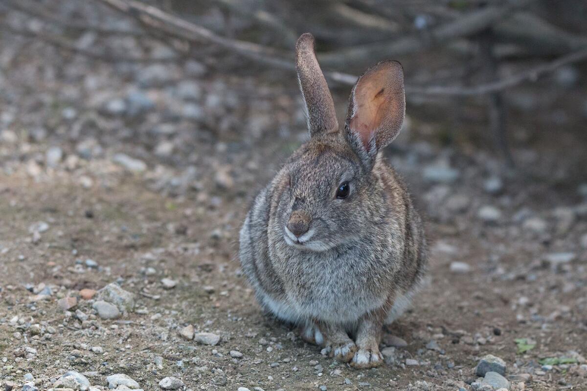 A riparian brush rabbit