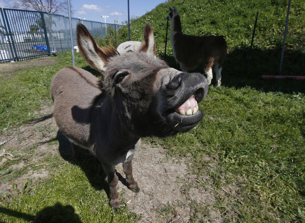 Donkey Herb is one of several companions for a herd of goats who graze a 2-acre berm at the O.C. fairgrounds in Costa Mesa. 
