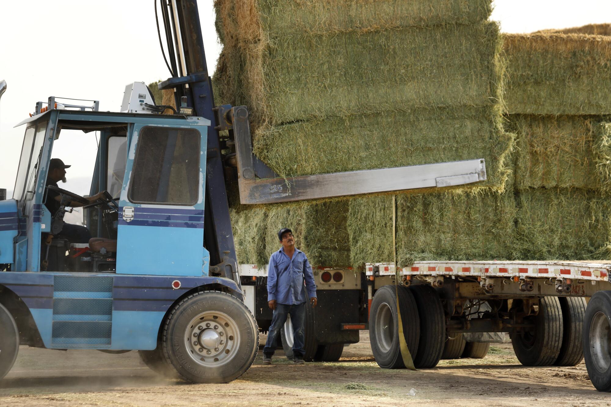 A forklift loads hay bales onto the bed of a semitruck.