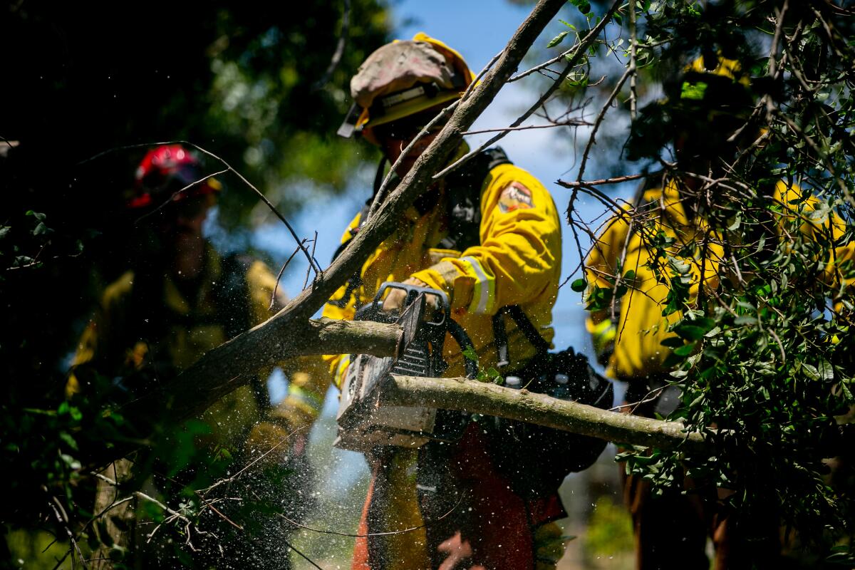 Cal Fire seasonal firefighters create fuel breaks around homes while also re-certifying their chainsaw training on June 28, 2019 in Crest, California.