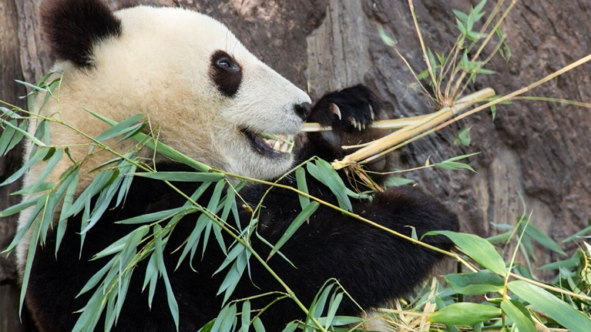 Bamboo The Giant Diet Of The Giant Panda Pandas International