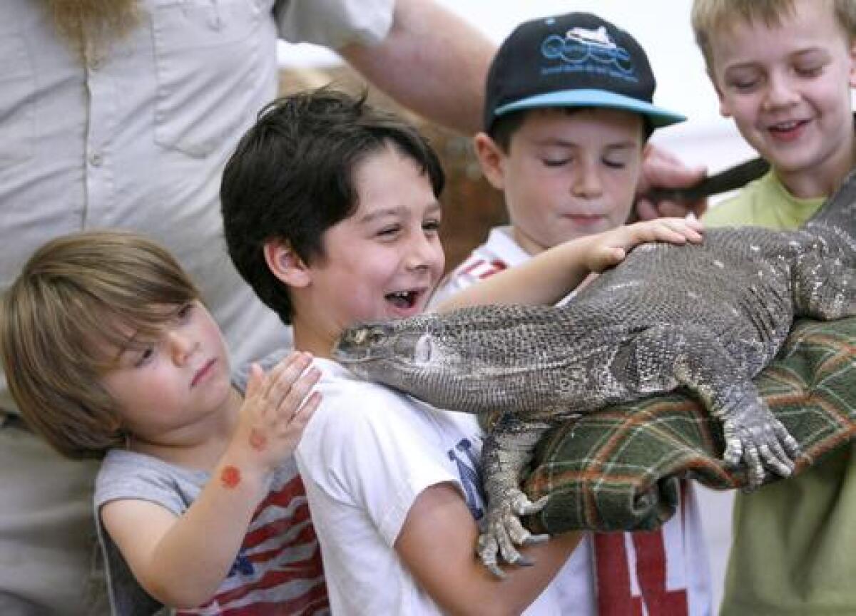 Camp Runamuk participant Sean Rodriguez, left, reaches out to touch a black throat monitor lizard as, from left, Nicolas Garcia, Thomas Pesa and Chirstopher Hanna hold the large animal during a visit by Matt's Reptile Family for the Rainforest Adventure week of the camp at the Community Center of La Canada Flintridge. Matt Steinberg, also known as the 'Reptile Guy' and owner of the reptiles, brought lizards, snakes, turtles and tortoises that children could see up close and touch.