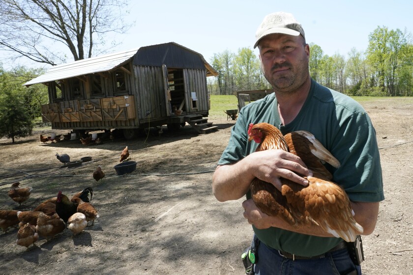 Farmer Jim Medeiros holds one of his chickens during an interview at his farm Wednesday, April 20, 2022, in Wilsons, Va. Medeiros owns a 143-acre dairy and poultry farm and has had issues with hunting dogs on his property killing chickens. (AP Photo/Steve Helber)