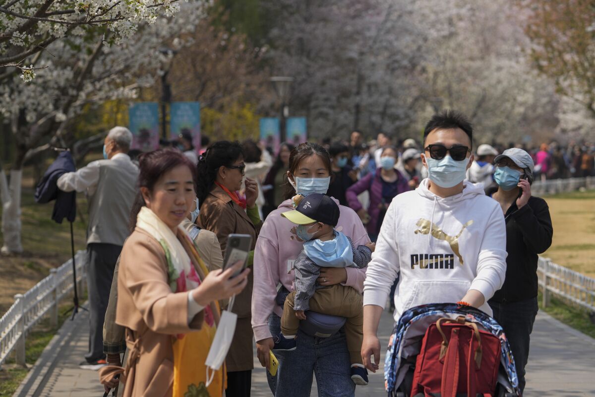 Visitors wearing face masks enjoy cherry blossoms at the Yuyuantan Park during a spring festival, Friday, April 8, 2022, in Beijing. Three local officials in Shanghai have been sacked over a slack response to the COVID-19 outbreak in China's largest city, where residents are complaining that harsh lockdown conditions have led to shortages of food and basic necessities. (AP Photo/Andy Wong)