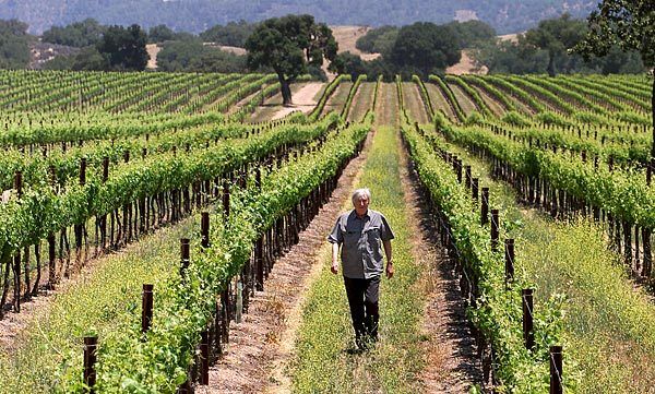 Parker, seen in 2002, walks in one of his vineyards in Los Olivos, Calif. In 1987, he bought a 714-acre ranch in Los Olivos, in Santa Barbara County's Santa Ynez Valley. Although he had planned to live there and run cattle on the land, the climate and the soil were ideal for a vineyard.