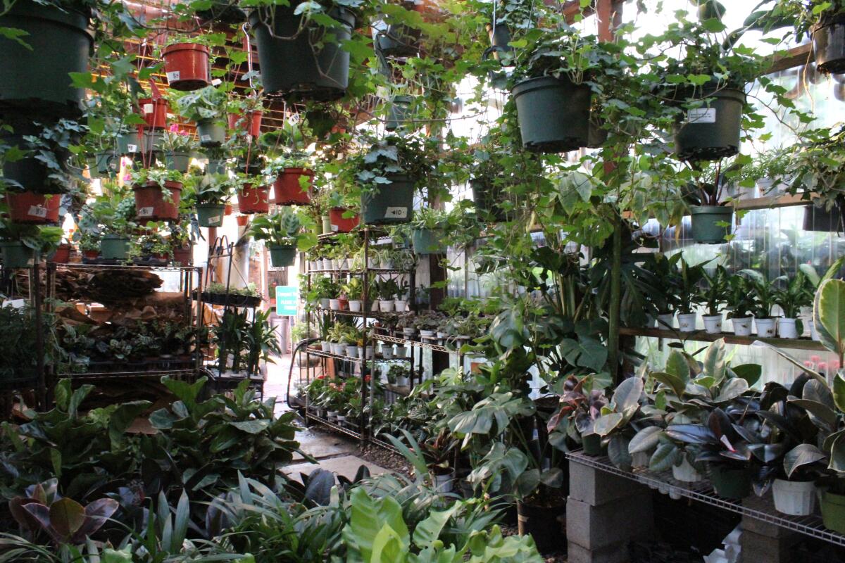 Plants rest on shelves, on the floor and hang from above. 
